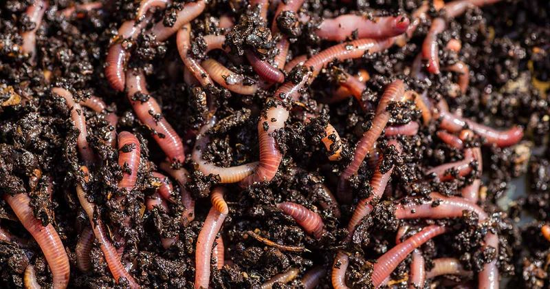 Inviting Beneficial Organisms Before Winter