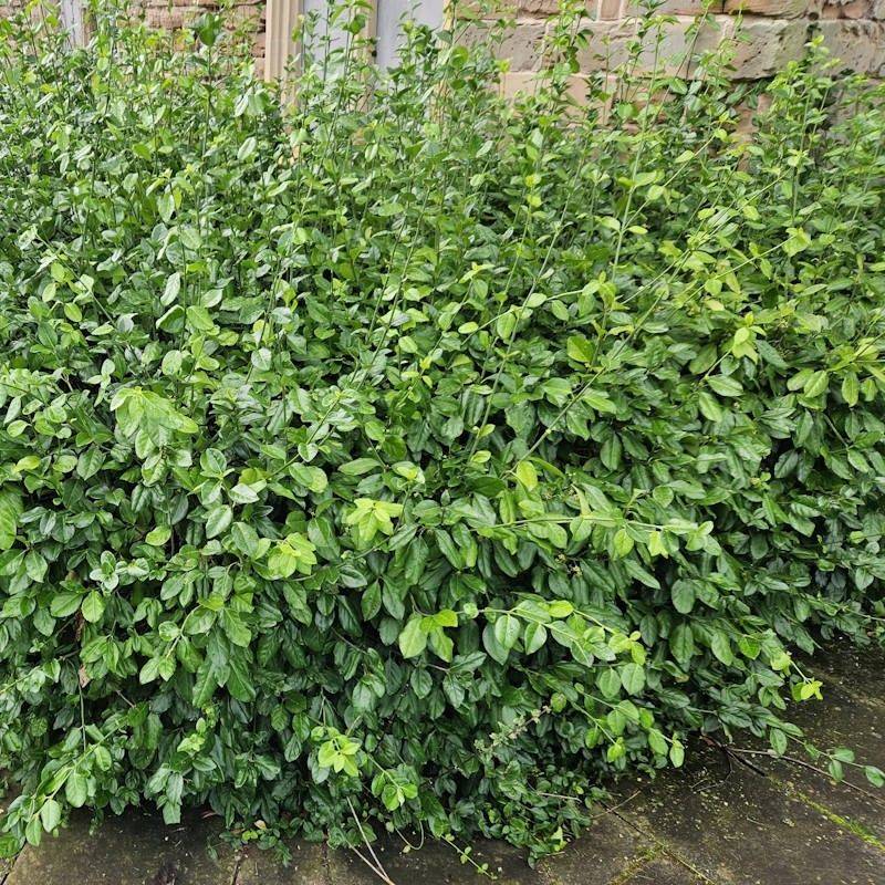 Euonymus: Scale Insect Buffet