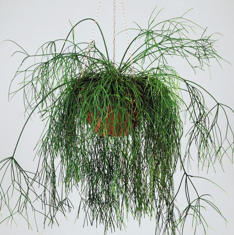 Mistletoe Cactus: The Hanging Curiosity