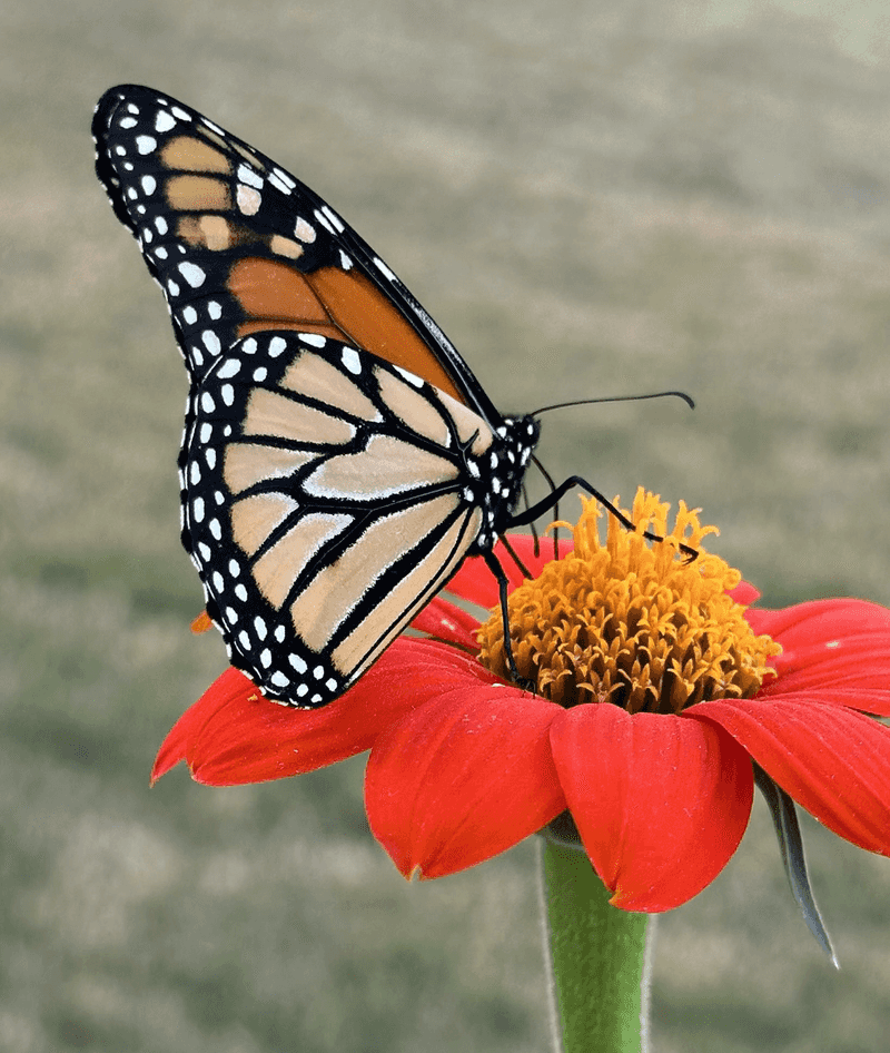 Butterflies Boost Pollination Efforts