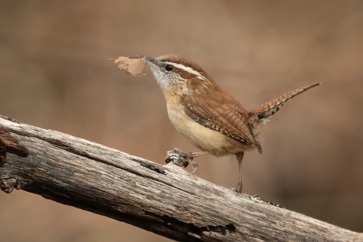 Birds That Help Control Garden Pests In South Carolina