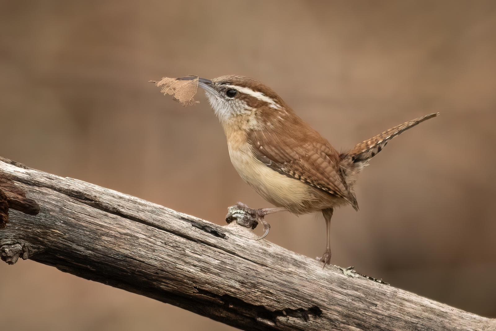 carolina wren