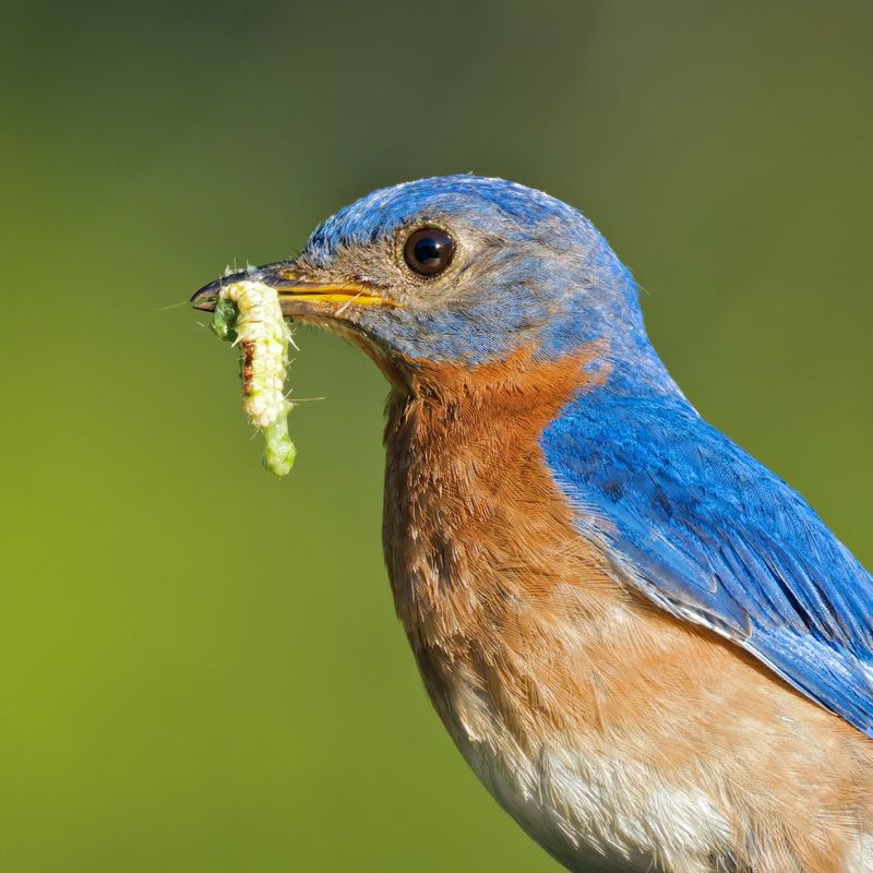 Eastern Bluebirds: The Caterpillar Hunters