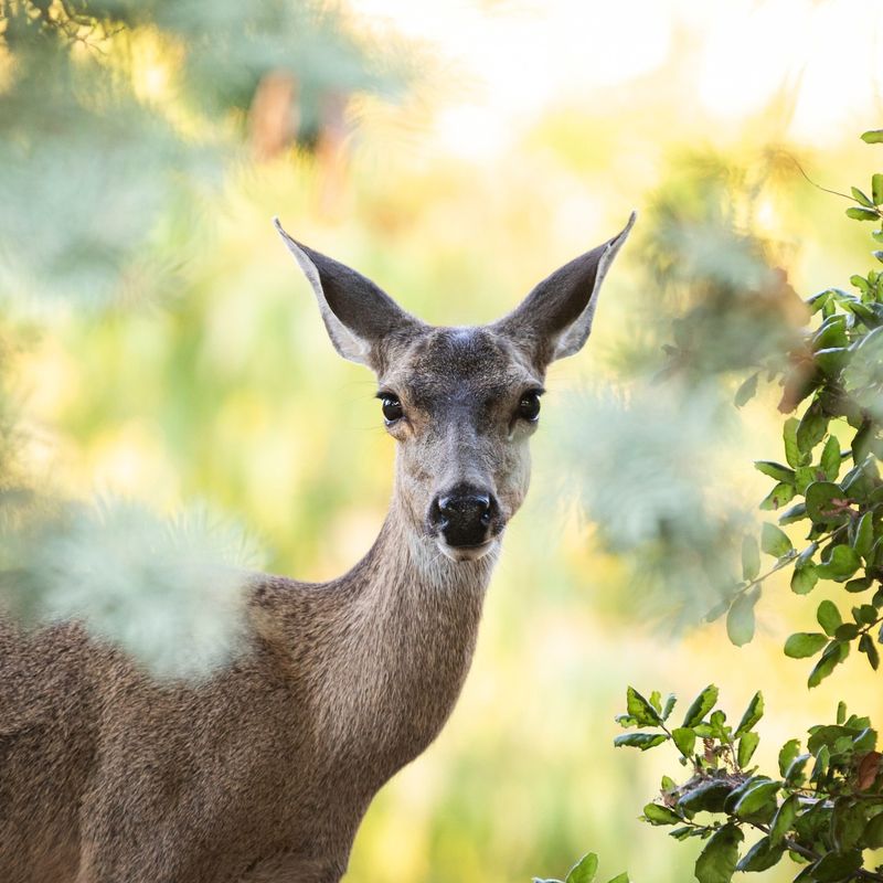 Deer