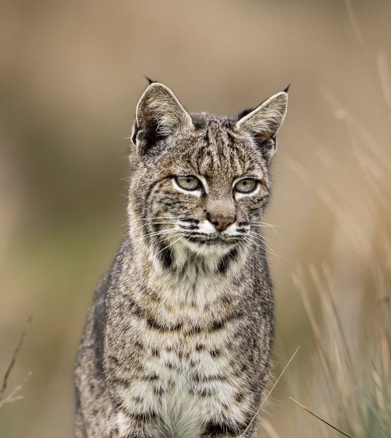 Bobcats Becoming Backyard Hunters