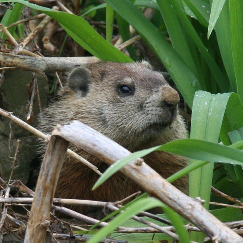 Groundhogs (Woodchucks) Digging Up Trouble