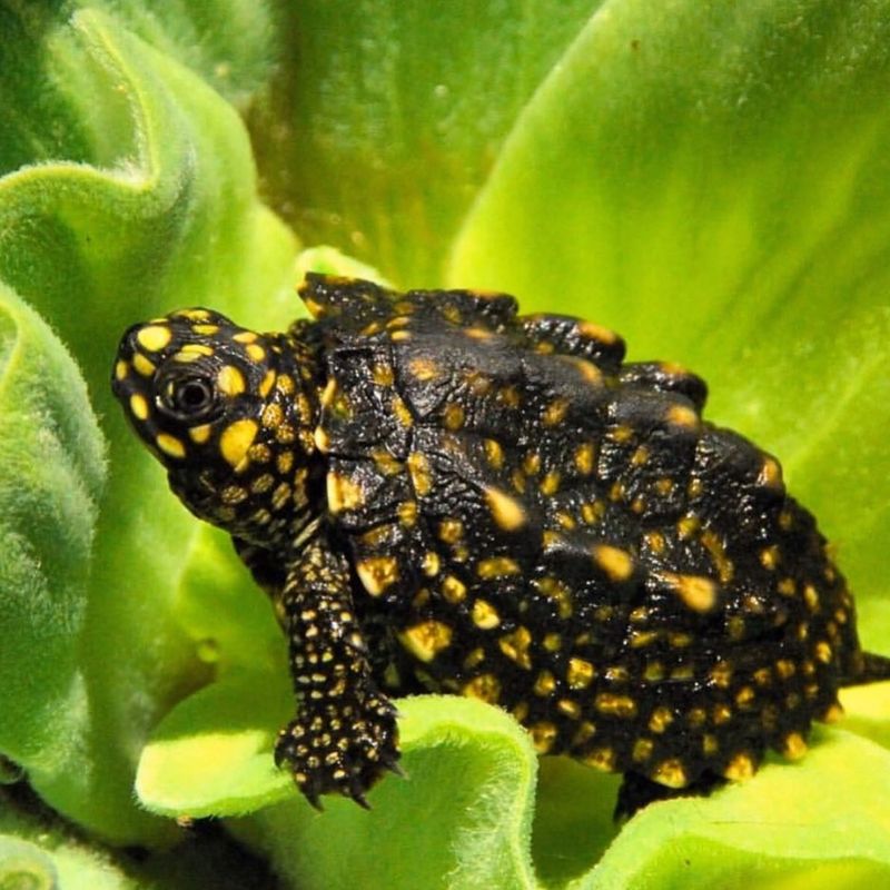 Spotted Turtles: Colorful Wetland Jewels