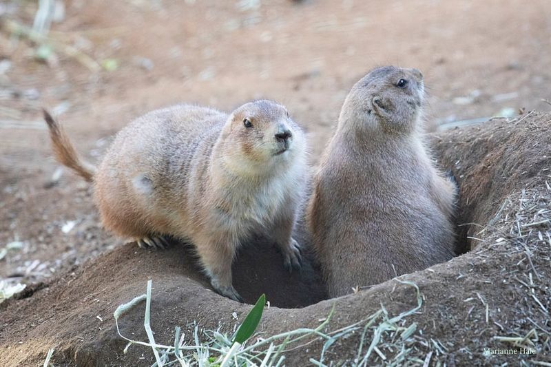 Prairie Dogs
