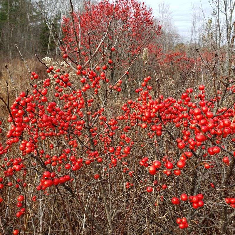 Winterberry Holly
