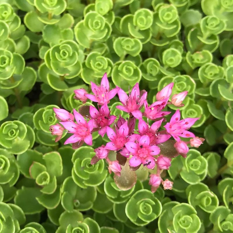 Sedum