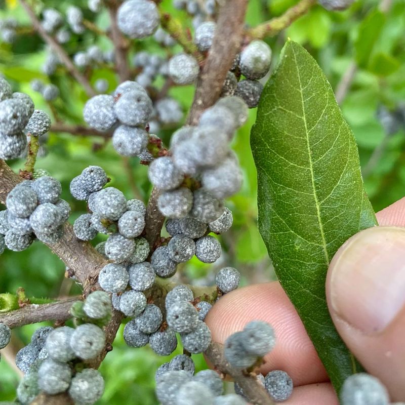 Northern Bayberry