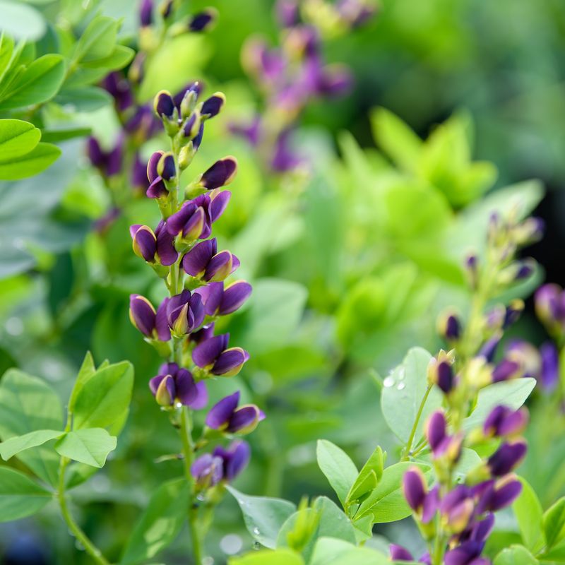 Baptisia