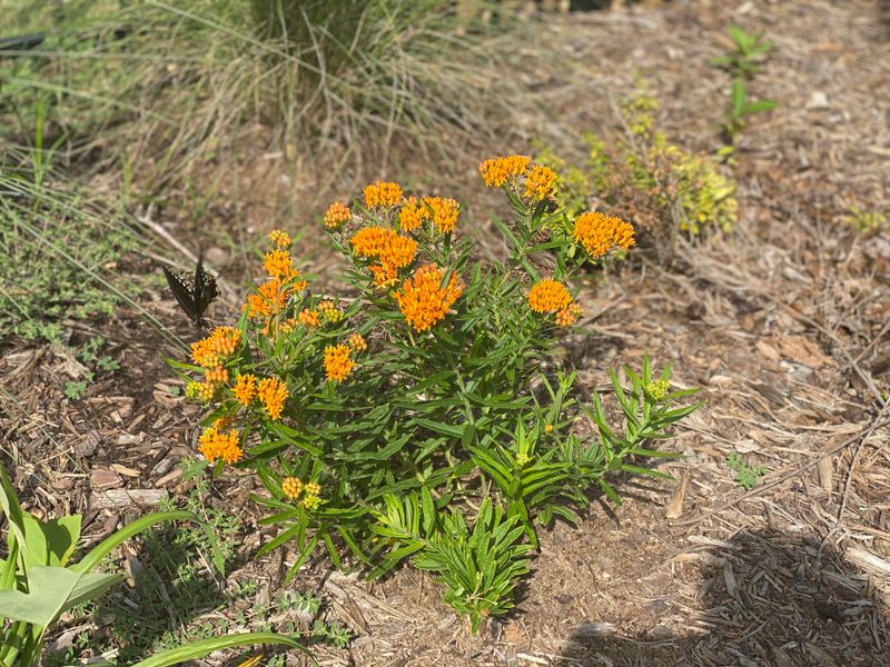 Butterfly Weed