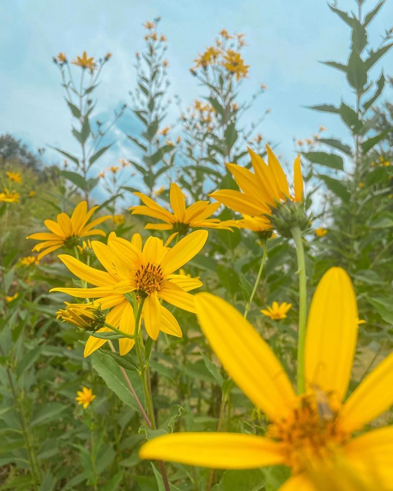 Jerusalem Artichoke