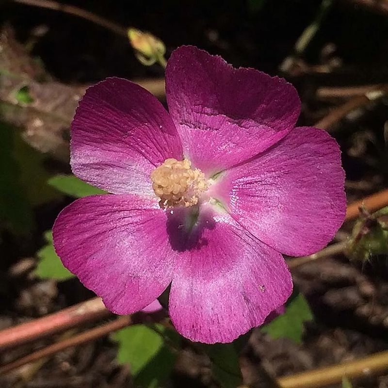 Poppy Mallow