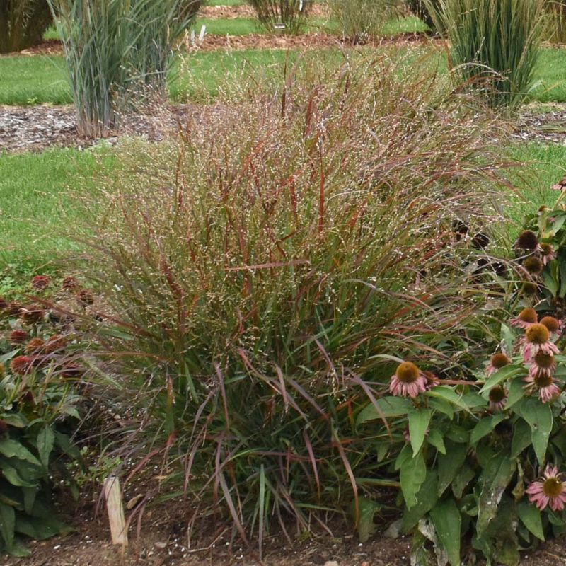 Switchgrass