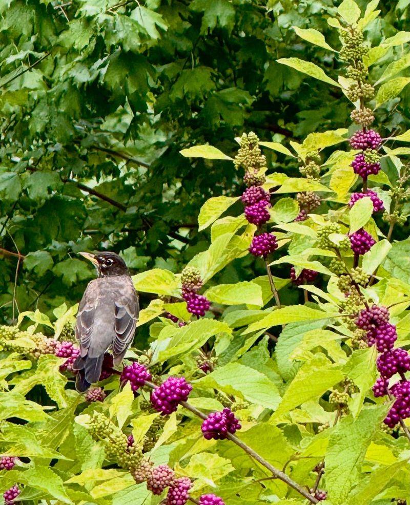 American Beautyberry