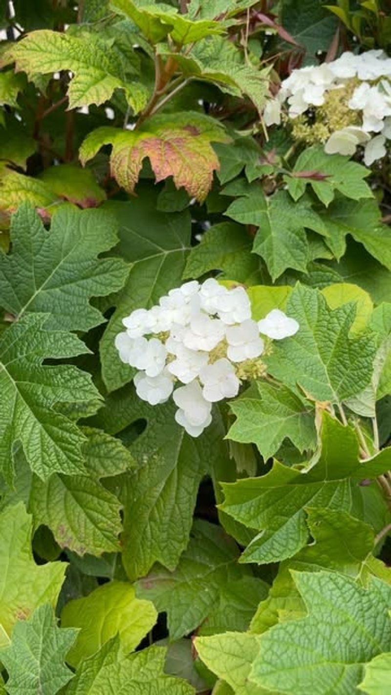 Oakleaf Hydrangea: Native Woodland Beauty