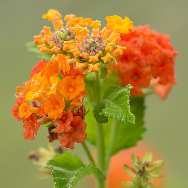 Texas Lantana: Butterfly Magnet