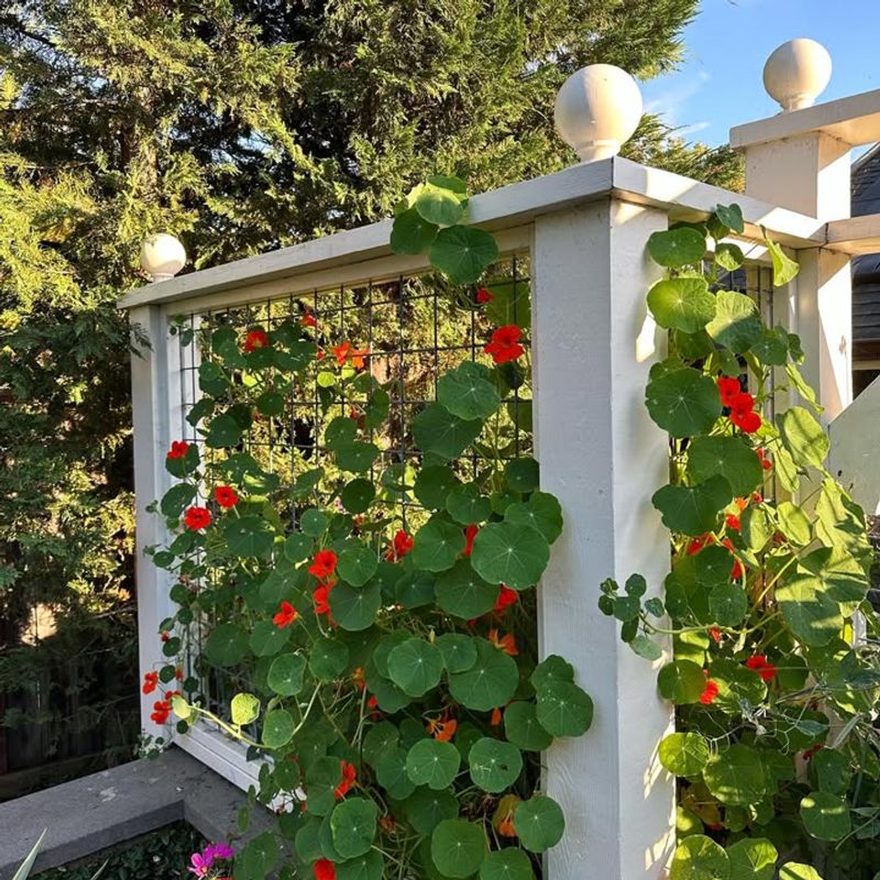 Climbing Nasturtiums