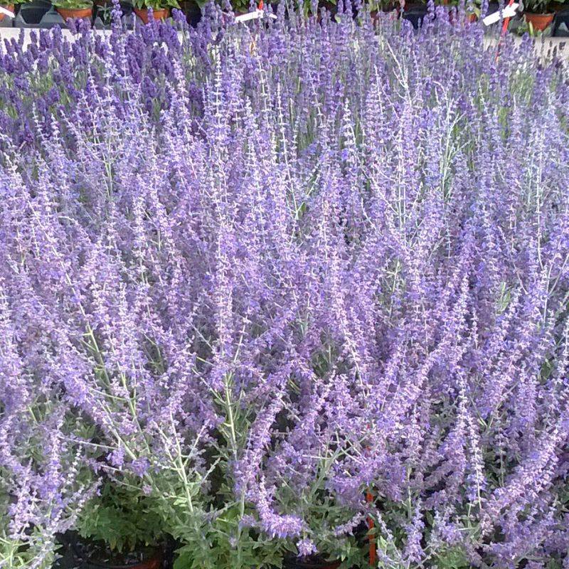 Russian Sage