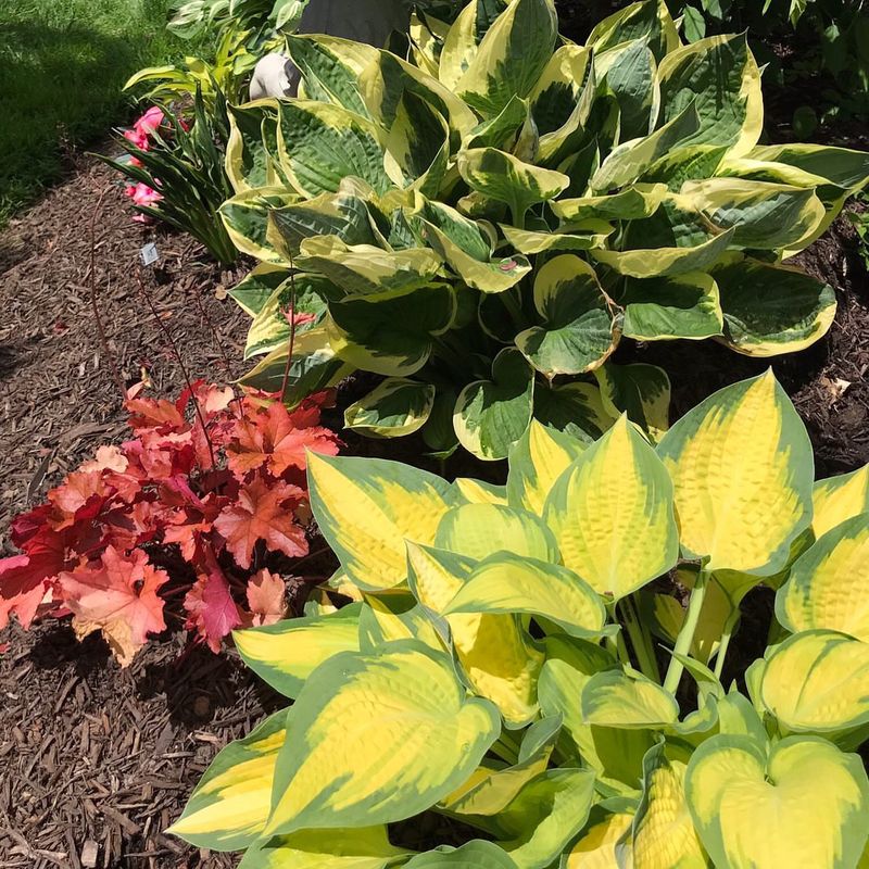 Hostas