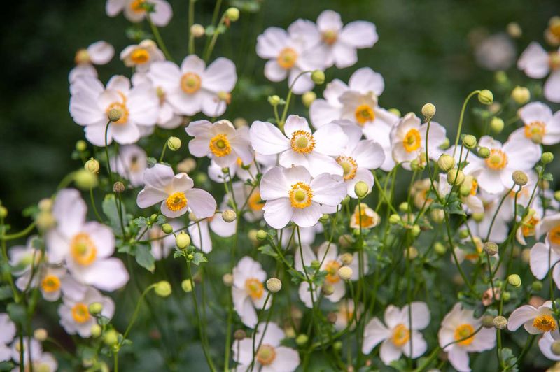 Japanese Anemones