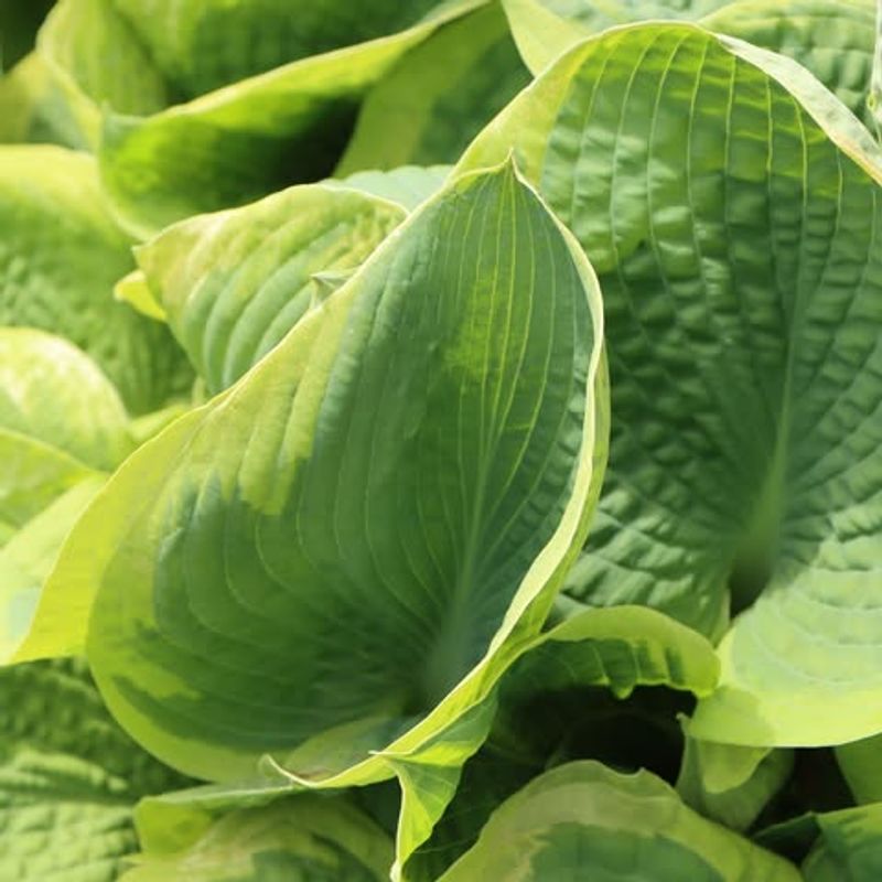 Hostas