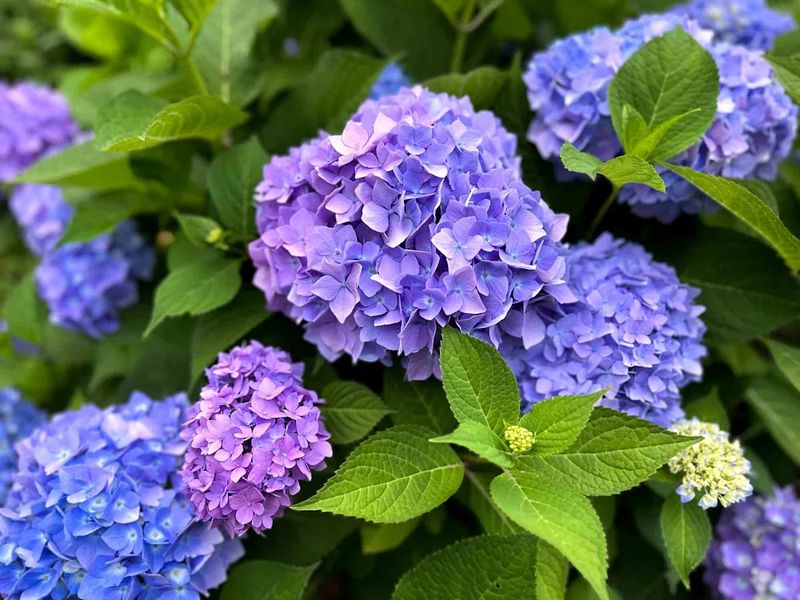 Shifting Hydrangeas While Weather's Mild