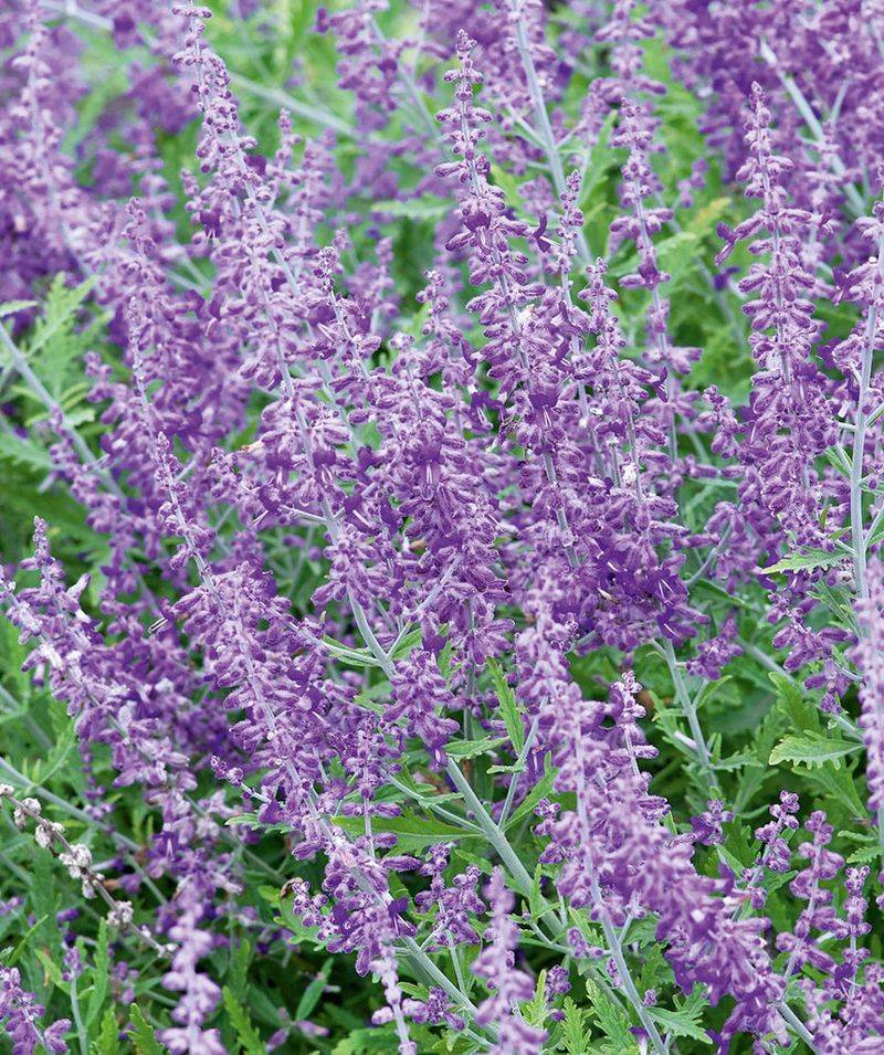 Russian Sage Benefits From Fall Planting