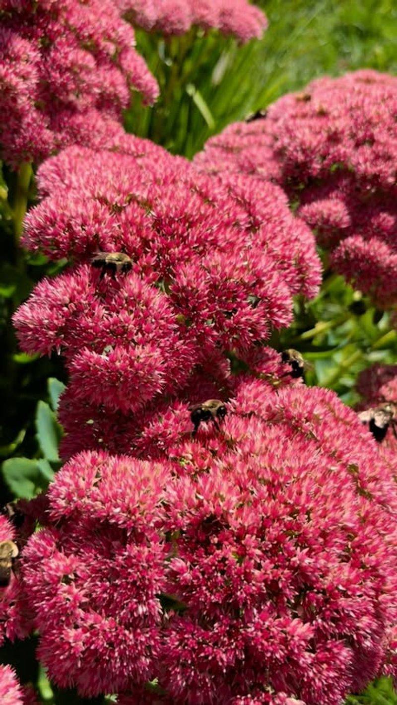 Sedum 'Autumn Joy' Lives Up To Its Name