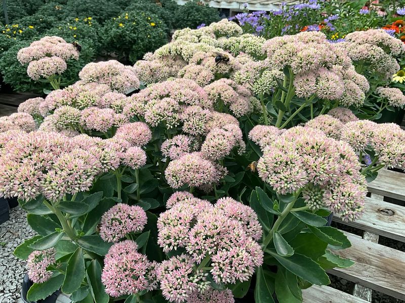 Autumn Joy Sedum for Fall Interest