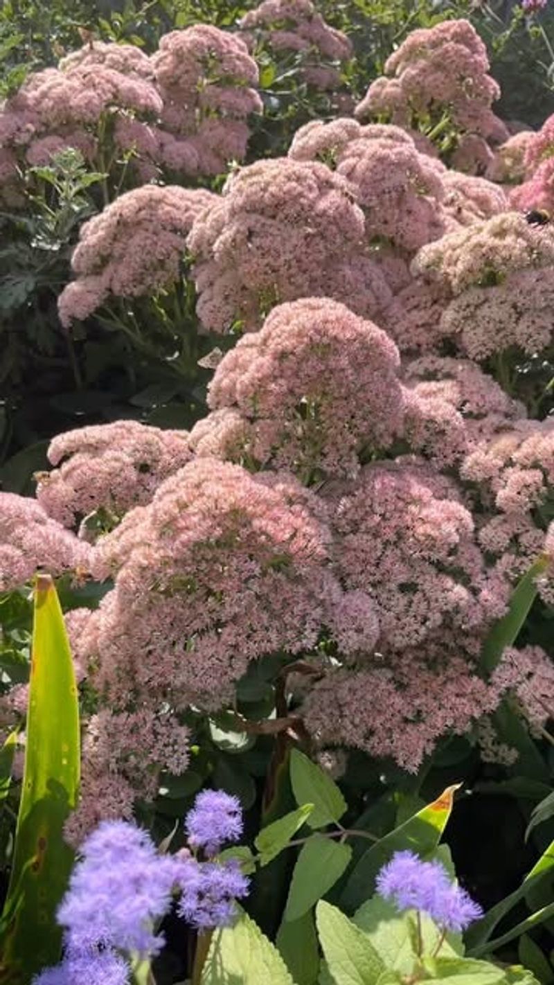 Autumn Joy Sedum Thrives On Neglect