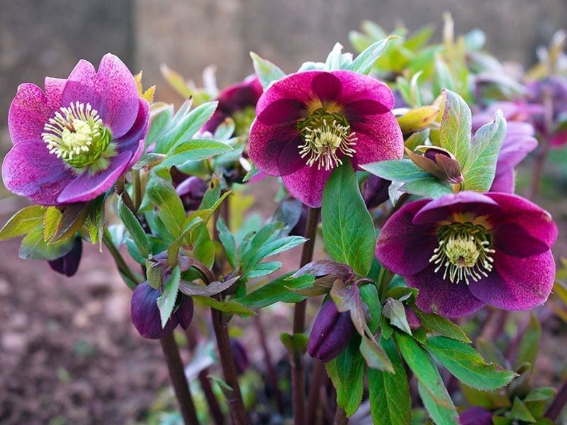 Hellebores for Shade and Early Promise