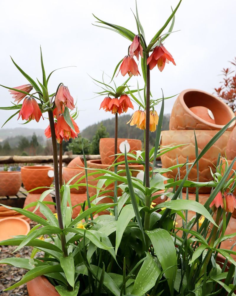 Crown Imperial: Royal Rat Repellent