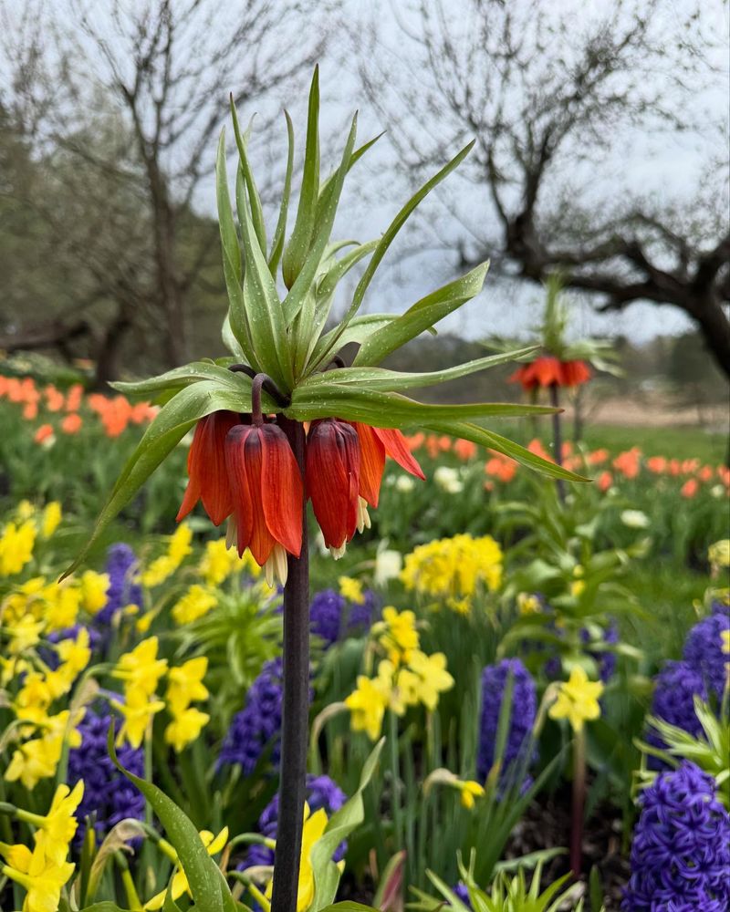 Crown Imperial: Royal Rat Deterrent