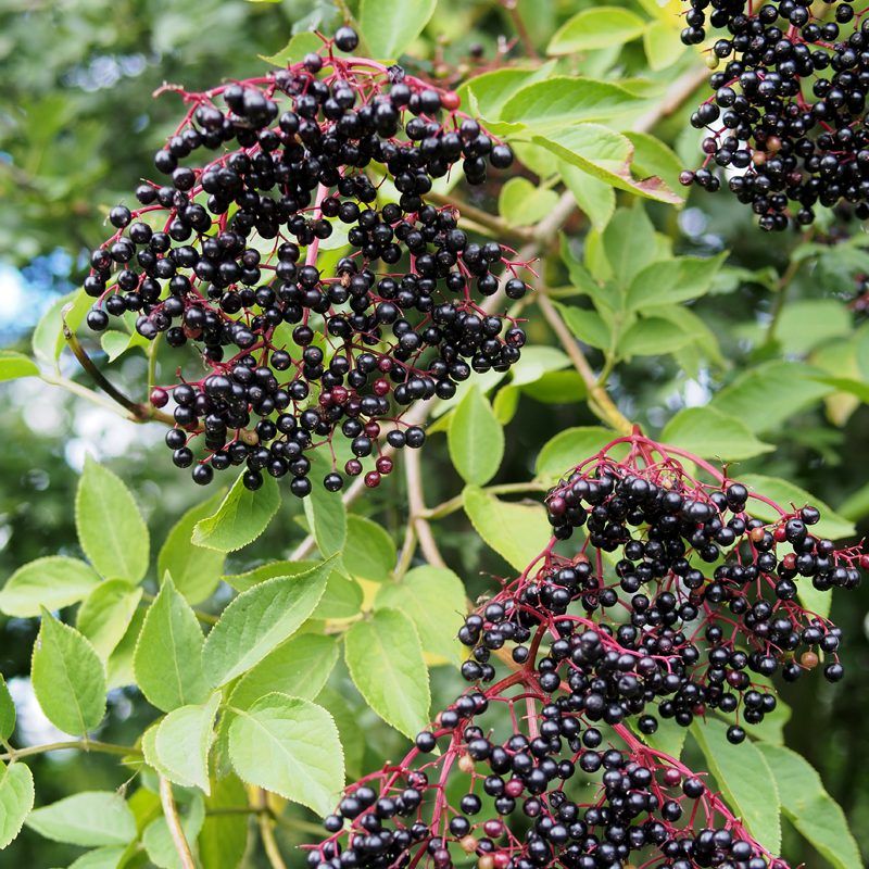 Elderberry