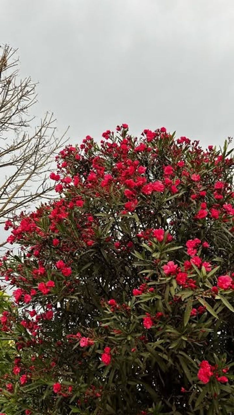 Oleander