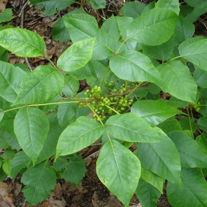 Poison Sumac: Woodland Menace