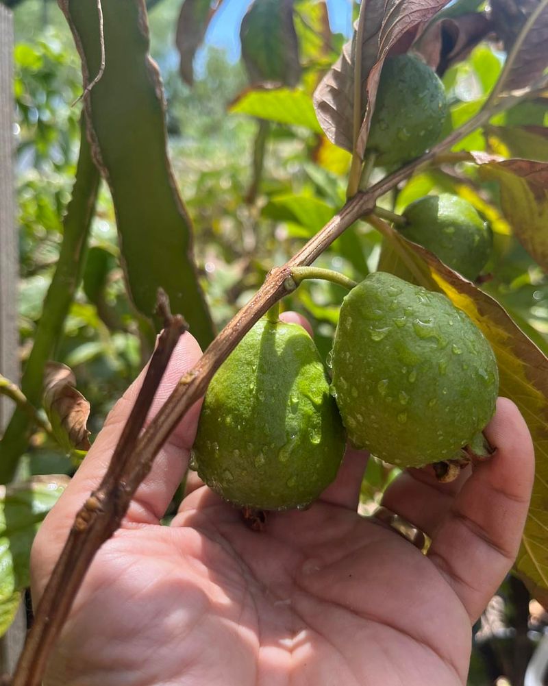 Tropical Guava Trees