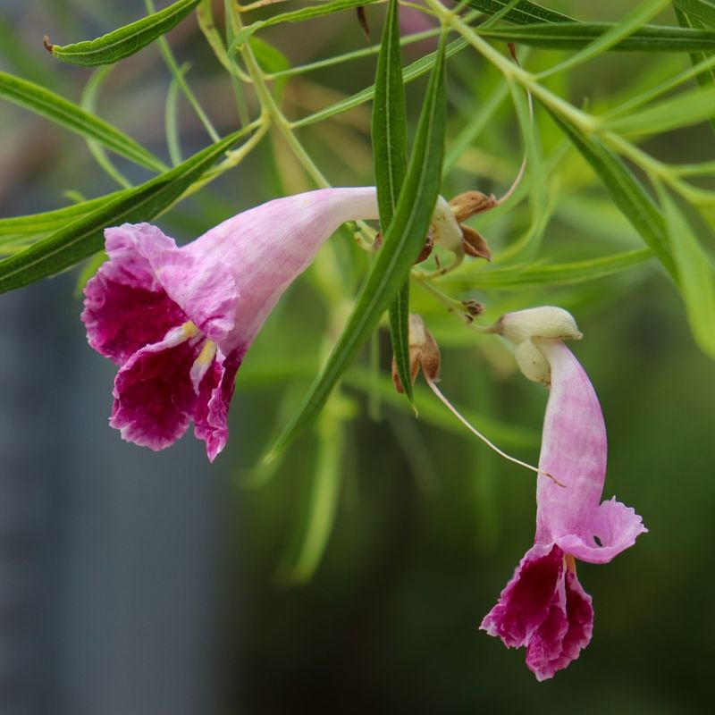 Deadly Desert Willow Confusion