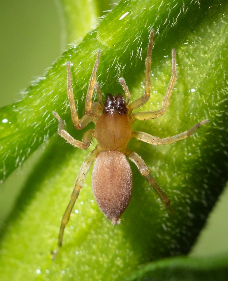 Yellow Sac Spider