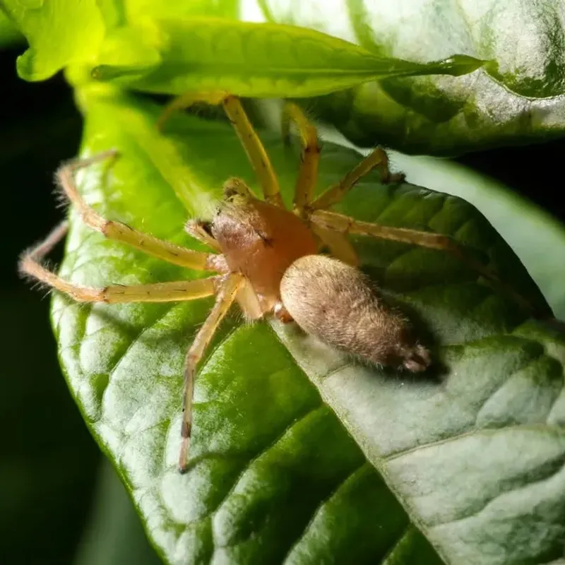 Yellow Sac Spider