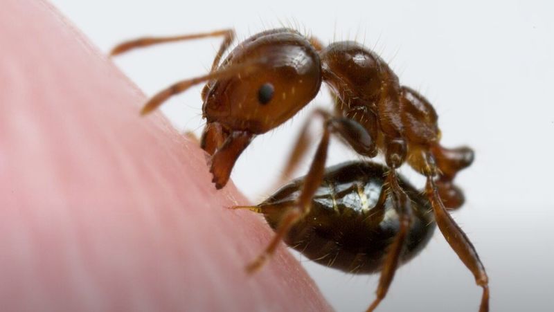 Fire Ants
