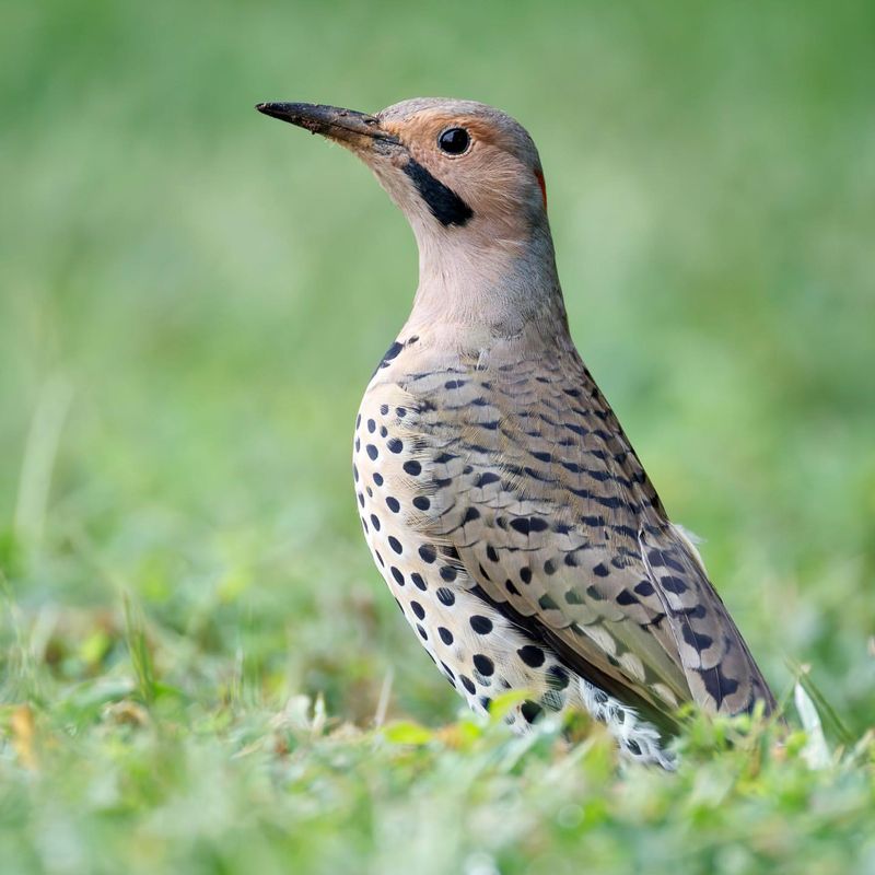 Northern Flicker