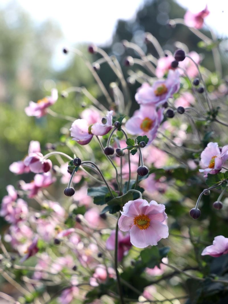 Japanese Anemone