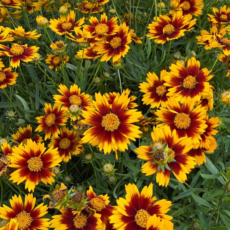 Coreopsis