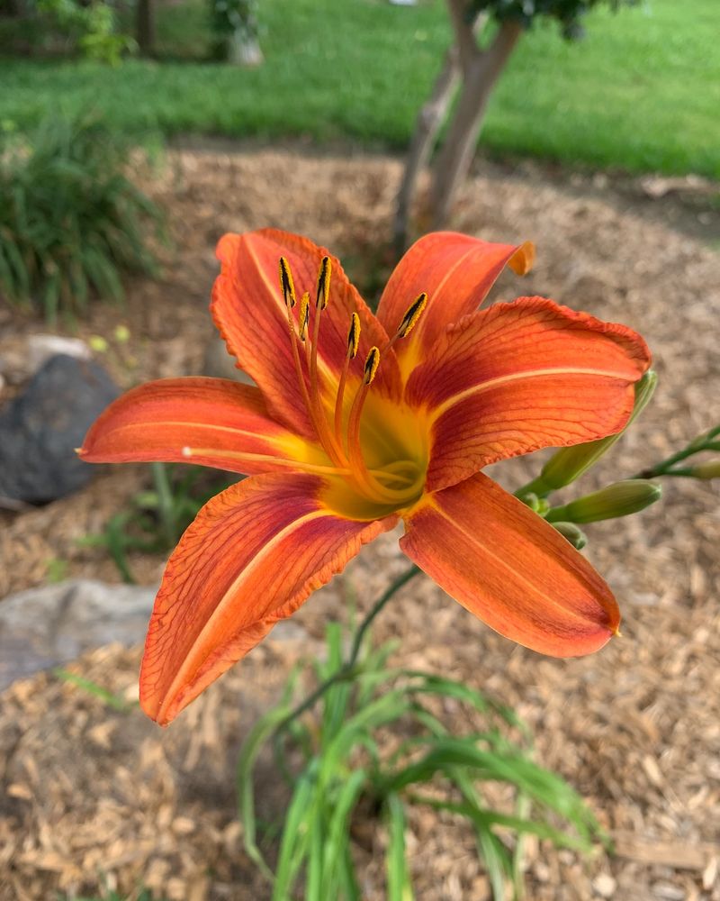 Daylilies