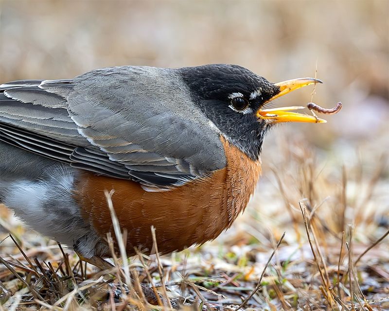 American Robin: The Earthworm Hunter
