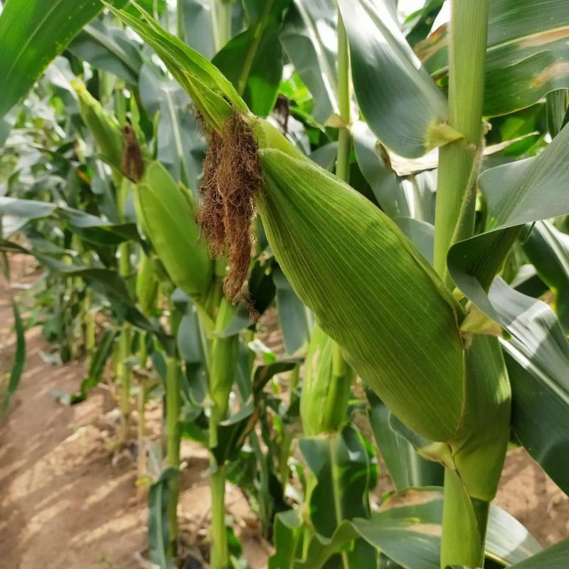 Sweet Corn